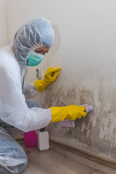Best Mold Documentation for Insurance Claims  in Hden Springs, ID