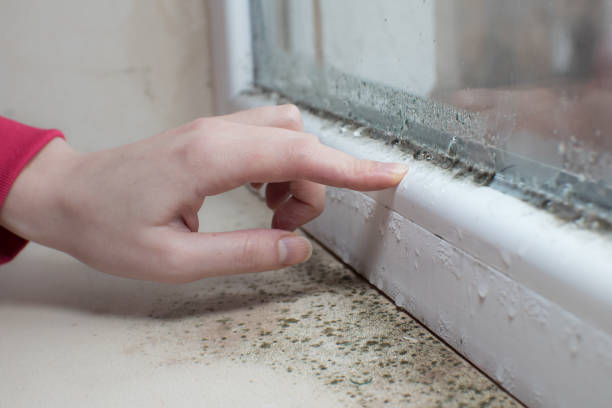Best Environmental Consulting for Mold Prevention  in Hden Springs, ID